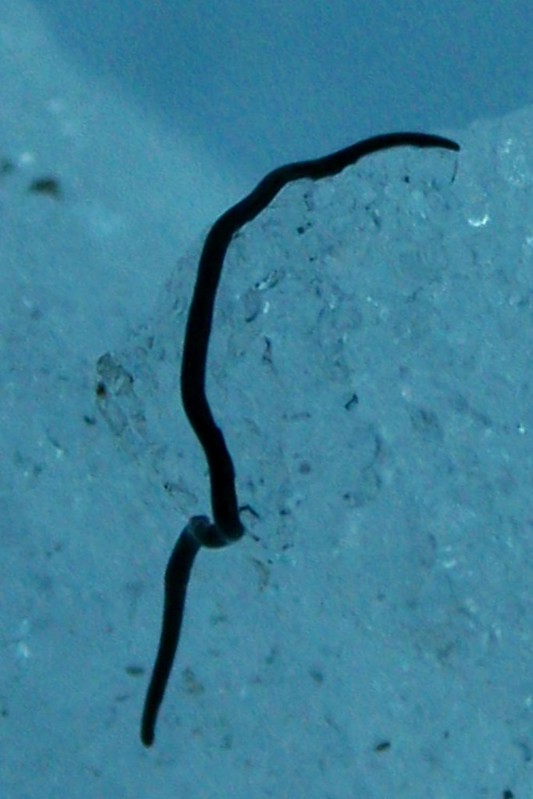 The Ice Worm and The Other Miracles of Life.